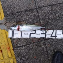 4/18釣果チヌタチウオサバアジガシラカンダイボラベラ