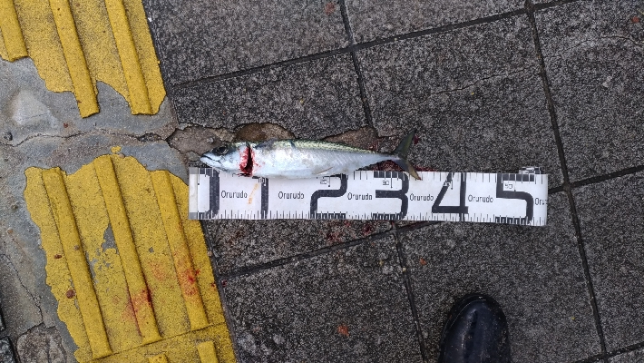 4/18釣果チヌタチウオサバアジガシラカンダイボラベラ