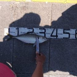 4/25釣果尺アジ結構釣れました！チヌガシラサバフグ