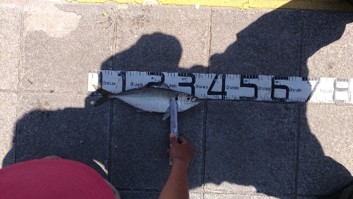 4/25釣果尺アジ結構釣れました！チヌガシラサバフグ