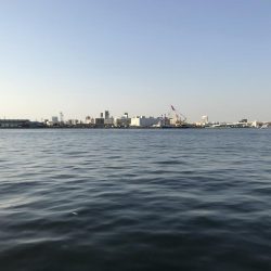 今年もガシラから。