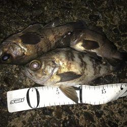 近場でプラッキング