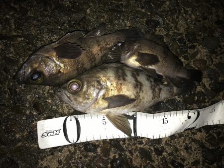 近場でプラッキング