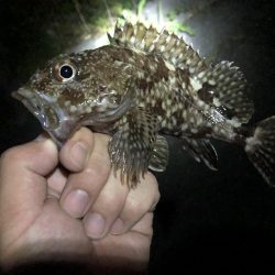 メバリングロッドで55センチのシーバス