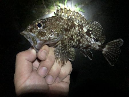 メバリングロッドで55センチのシーバス