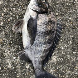 イチノ兄弟、釣果！