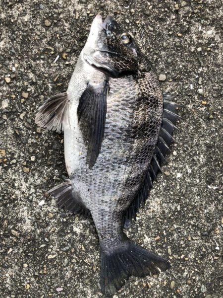 イチノ兄弟、釣果！