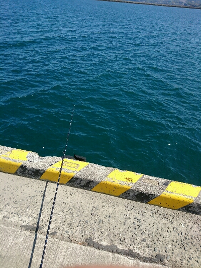 今季初ヒラメ50センチ弱1投目でゲット！