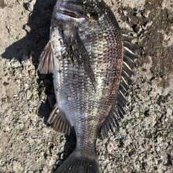 イチノ兄弟、釣果！