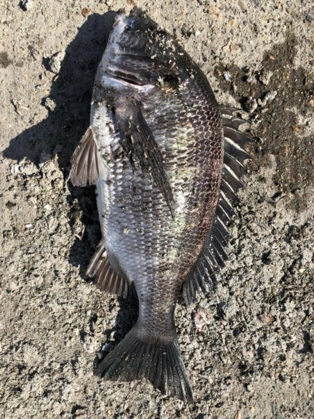 イチノ兄弟、釣果！