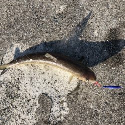 まさかのハマチ