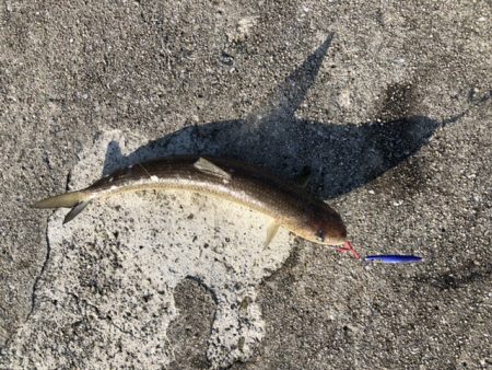 まさかのハマチ