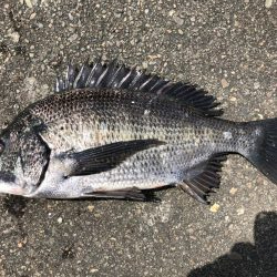 イチノ兄弟、釣果！