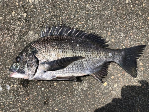 イチノ兄弟、釣果！