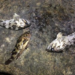 珍しくクロソイが出た