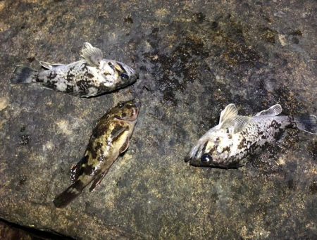 珍しくクロソイが出た