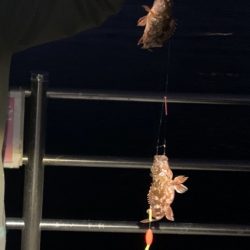 アジュール舞子でガシラ、ウミタナゴ