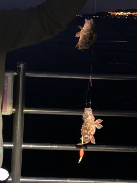 アジュール舞子でガシラ、ウミタナゴ