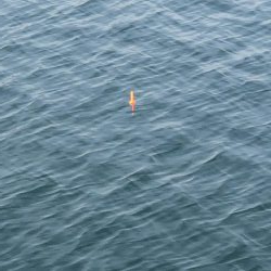 イワシはまだ居た！しかも、丸々太ってきた⁉︎