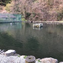 千早川マス釣り場でトップゲーム