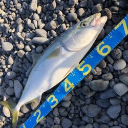 やっと釣れました