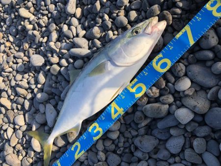 やっと釣れました