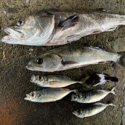 メバリング→シーバス→アジング