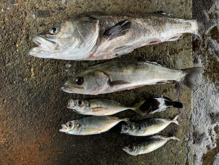 メバリング→シーバス→アジング