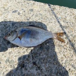 アジ　夕まずめ前