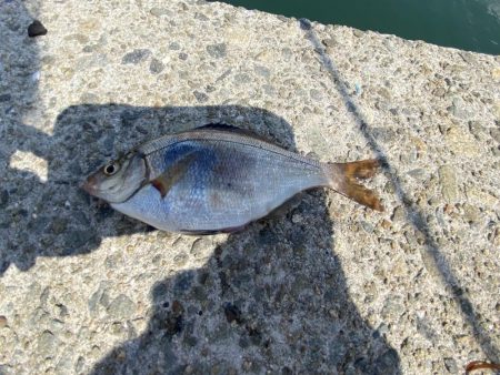 アジ　夕まずめ前