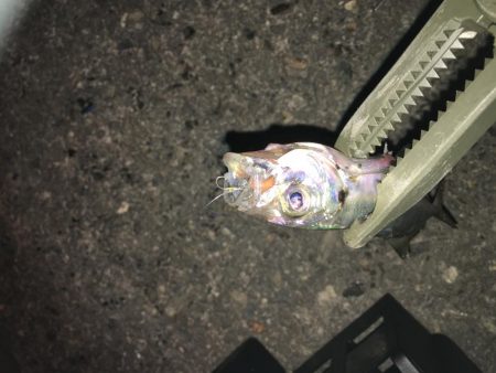 ひっそりアジング