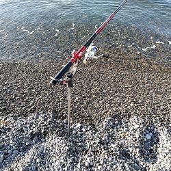 これからが、春イカの季節ですね!!