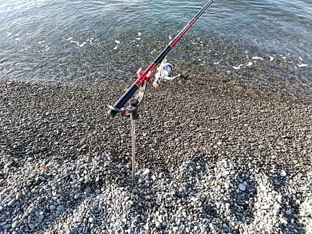 これからが、春イカの季節ですね!!