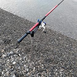 春イカの季節到来か??