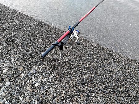 春イカの季節到来か??