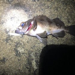 ルアーのみでメバリング