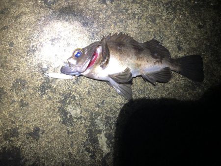 ルアーのみでメバリング