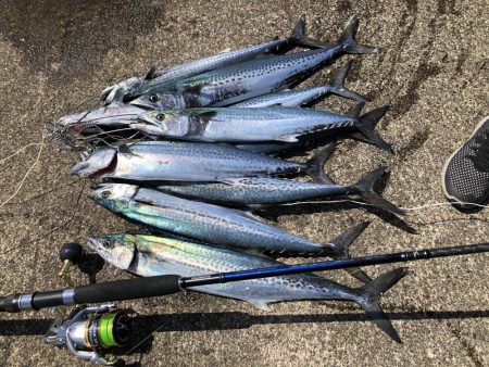 春のサゴシ祭り