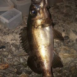 激流メバリング