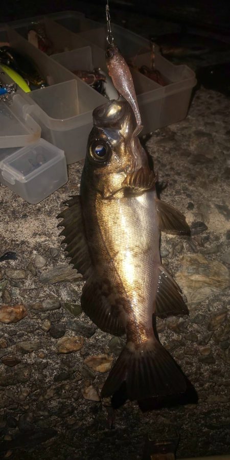 激流メバリング