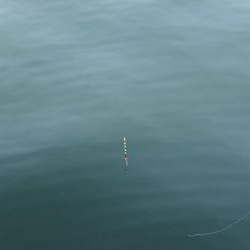 砂揚げでエビ撒き！