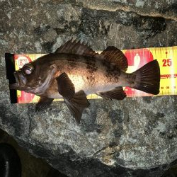 ゲストにヒラスズキ