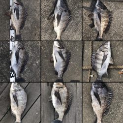 イチノ兄弟、釣果！