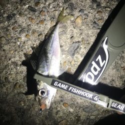 連日調査アジング