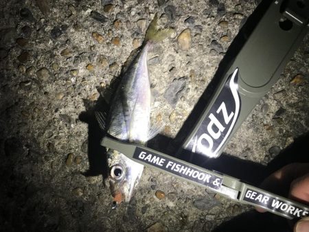 連日調査アジング