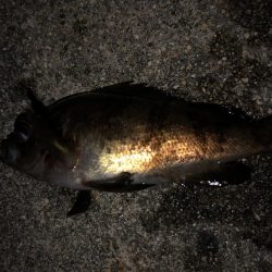 もっとアジが釣りたい