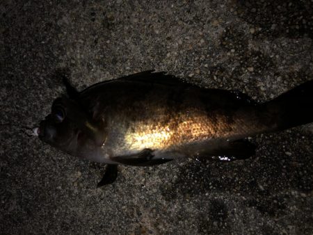 もっとアジが釣りたい