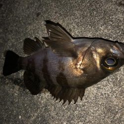 ちっさいメバル