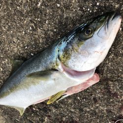 ヒラマサトップ