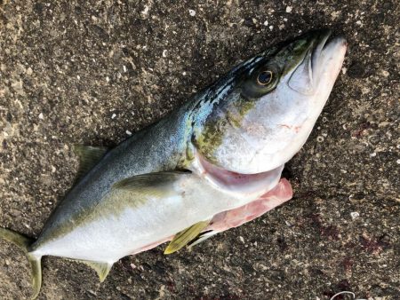 ヒラマサトップ